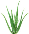 a-per avec Aloe Vera a-per with Aloe Vera